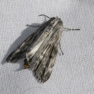 Capusa (genus) at Higgins, ACT - 3 Mar 2022 04:21 PM