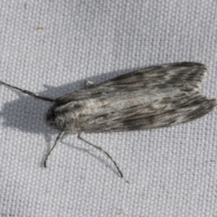 Capusa (genus) at Higgins, ACT - 3 Mar 2022 04:21 PM