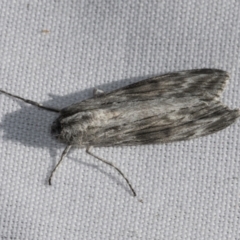 Capusa (genus) at Higgins, ACT - 3 Mar 2022