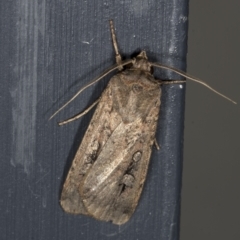 Agrotis infusa (Bogong Moth, Common Cutworm) at Higgins, ACT - 3 Mar 2022 by AlisonMilton