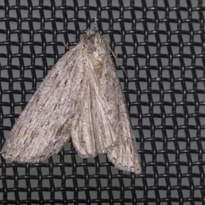 Capusa sp.(genus) at Higgins, ACT - 23 Jun 2022