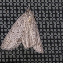 Capusa sp.(genus) (A Wedge moth) at Higgins, ACT - 23 Jun 2022 by AlisonMilton