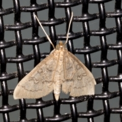 Metasia dicealis (A Crambid moth (Spilomelinae) at Higgins, ACT - 2 Mar 2022 by AlisonMilton