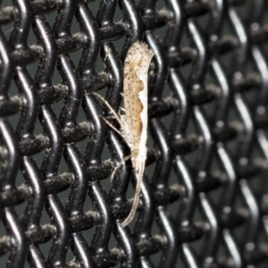 Dialectica scalariella/aemula at Higgins, ACT - 18 Feb 2022 06:13 AM