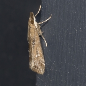 Eudonia cleodoralis at Higgins, ACT - 2 Mar 2022 08:24 AM