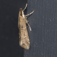 Unidentified Pyralid or Snout Moth (Pyralidae & Crambidae) (TBC) at Higgins, ACT - 1 Mar 2022 by AlisonMilton