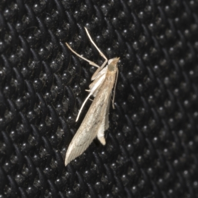 Uresiphita ornithopteralis (Tree Lucerne Moth) at Higgins, ACT - 2 Mar 2022 by AlisonMilton