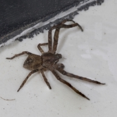 Unidentified Other hunting spider at Higgins, ACT - 26 Apr 2022 by AlisonMilton