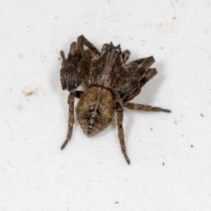 Thomisidae (family) at Higgins, ACT - 26 Apr 2022 08:46 PM