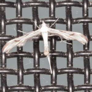 Platyptilia celidotus at Higgins, ACT - 26 Apr 2022 08:46 PM