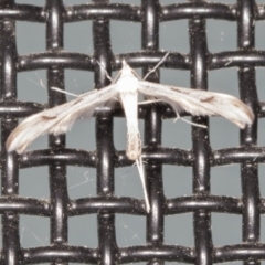 Platyptilia celidotus (Plume Moth) at Higgins, ACT - 26 Apr 2022 by AlisonMilton