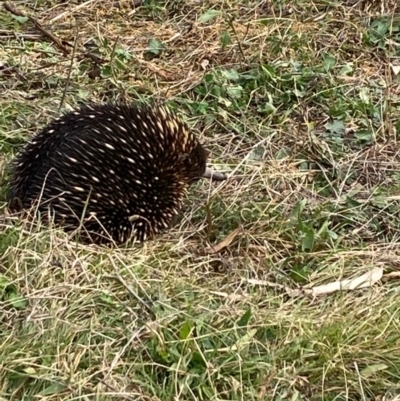 Tachyglossus aculeatus (Short-beaked Echidna) at Red Hill to Yarralumla Creek - 13 Jul 2022 by KL