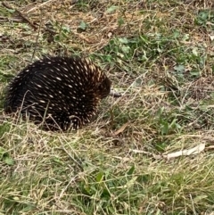 Tachyglossus aculeatus (Short-beaked Echidna) at Red Hill Nature Reserve - 13 Jul 2022 by KL