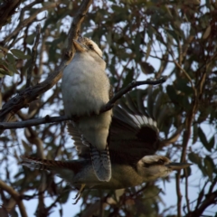 Dacelo novaeguineae (Laughing Kookaburra) at Mount Ainslie - 13 Jul 2022 by jb2602