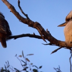 Dacelo novaeguineae at Ainslie, ACT - 13 Jul 2022 05:05 PM