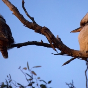 Dacelo novaeguineae at Ainslie, ACT - 13 Jul 2022 05:05 PM