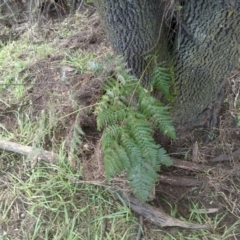 Pteridium esculentum (Bracken) at Mount Majura - 13 Jul 2022 by abread111