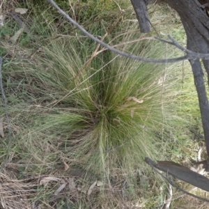 Nassella trichotoma at Watson, ACT - 13 Jul 2022