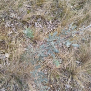 Acacia baileyana at Watson, ACT - 13 Jul 2022