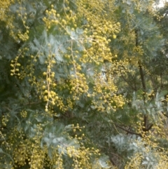 Acacia baileyana (Cootamundra Wattle, Golden Mimosa) at Watson, ACT - 13 Jul 2022 by abread111