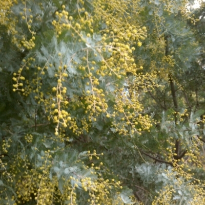 Acacia baileyana (Cootamundra Wattle, Golden Mimosa) at Mount Majura - 13 Jul 2022 by abread111