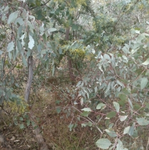 Acacia baileyana at Watson, ACT - 13 Jul 2022 02:56 PM