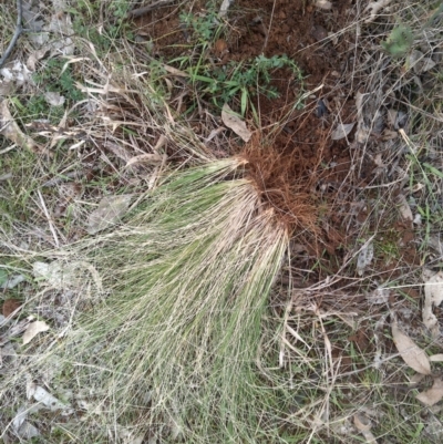 Nassella trichotoma (Serrated Tussock) at Watson, ACT - 13 Jul 2022 by abread111