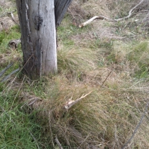 Nassella trichotoma at Watson, ACT - 13 Jul 2022 03:05 PM