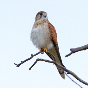 Falco cenchroides at Throsby, ACT - 12 Jul 2022