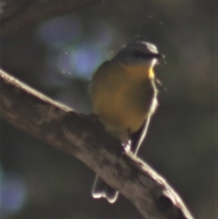 Eopsaltria australis at Gundaroo, NSW - 7 Jul 2022