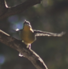 Eopsaltria australis at Gundaroo, NSW - 7 Jul 2022