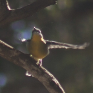 Eopsaltria australis at Gundaroo, NSW - 7 Jul 2022