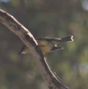 Eopsaltria australis at Gundaroo, NSW - 7 Jul 2022