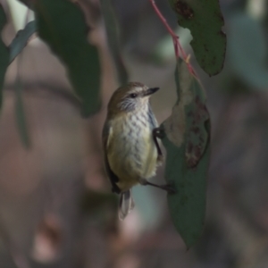 Acanthiza lineata at Gundaroo, NSW - 7 Jul 2022