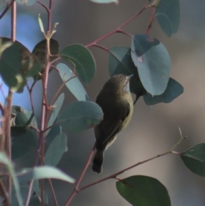 Acanthiza lineata at Gundaroo, NSW - 7 Jul 2022