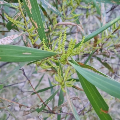 Acacia longifolia subsp. longifolia (Sydney Golden Wattle) at Isaacs Ridge and Nearby - 13 Jul 2022 by Mike