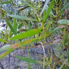 Acacia longifolia subsp. longifolia at Jerrabomberra, ACT - 13 Jul 2022