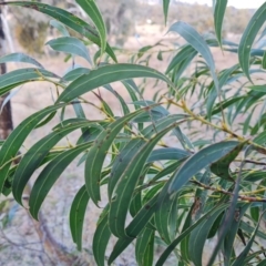 Acacia rubida (Red-stemmed Wattle, Red-leaved Wattle) at Isaacs Ridge - 13 Jul 2022 by Mike