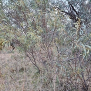 Acacia rubida at Jerrabomberra, ACT - 13 Jul 2022