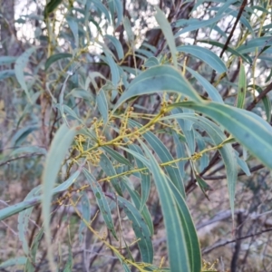 Acacia rubida at Jerrabomberra, ACT - 13 Jul 2022