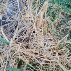 Cenchrus clandestinus (Kikuyu Grass) at Jerrabomberra, ACT - 14 Jul 2022 by Mike