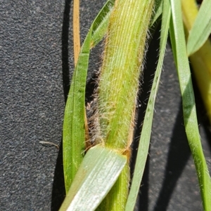 Cenchrus clandestinus at Jerrabomberra, ACT - 14 Jul 2022