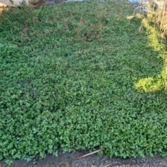 Rorippa nasturtium-aquaticum at Forde, ACT - 14 Jul 2022