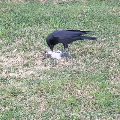 Corvus coronoides (Australian Raven) at Bruce, ACT - 14 Jul 2022 by Kurt