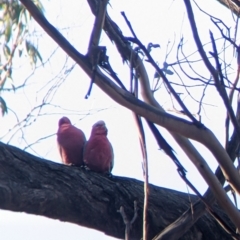 Eolophus roseicapilla (Galah) at Albury - 14 Jul 2022 by Darcy