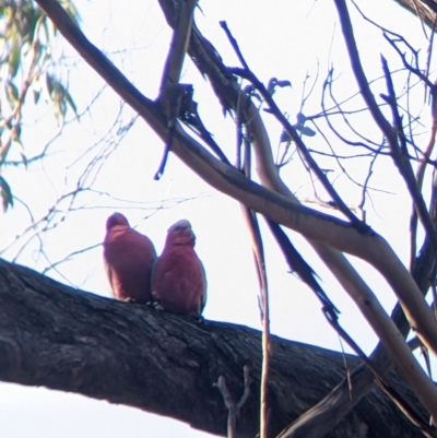 Eolophus roseicapilla (Galah) at Springdale Heights, NSW - 14 Jul 2022 by Darcy