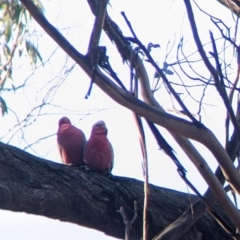 Eolophus roseicapilla (Galah) at Red Light Hill Reserve - 14 Jul 2022 by Darcy