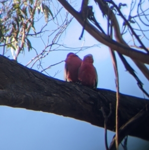 Eolophus roseicapilla at Springdale Heights, NSW - 14 Jul 2022 11:20 AM