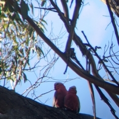 Eolophus roseicapilla at Springdale Heights, NSW - 14 Jul 2022 11:20 AM