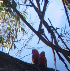 Eolophus roseicapilla at Springdale Heights, NSW - 14 Jul 2022 11:20 AM